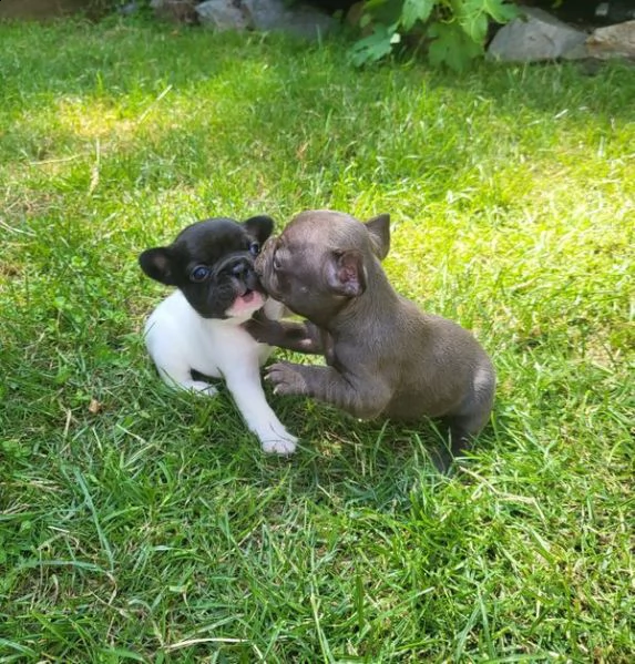 regalo bulldog francese whatsapp (+39 353 317 4023 ) | Foto 1