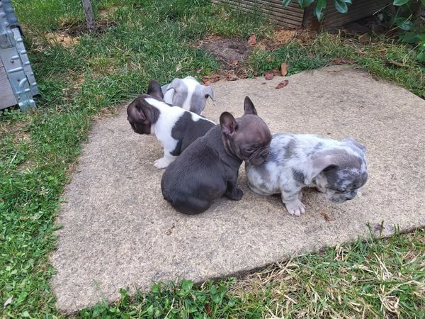 regalo bulldog francese whatsapp (+39 353 317 4023 )