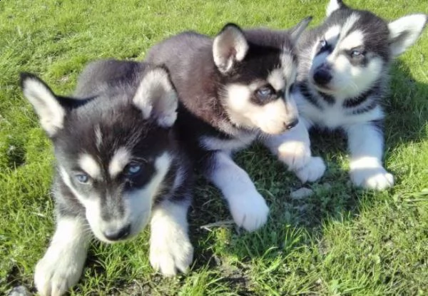regala cuccioli di husky whatsapp (+39 353 317 4023 ) | Foto 1