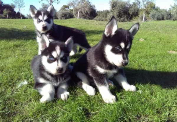 regala cuccioli di husky whatsapp (+39 353 317 4023 ) | Foto 0