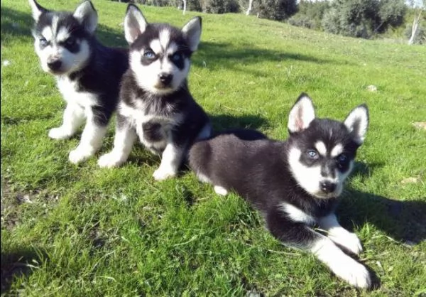 regala cuccioli di husky whatsapp (+39 353 317 4023 )