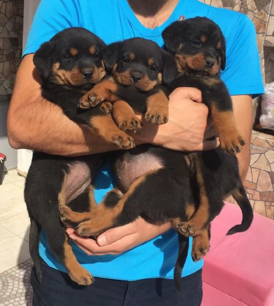 regalo rottweiler cuccioli whatsapp (+39 353 317 4023)