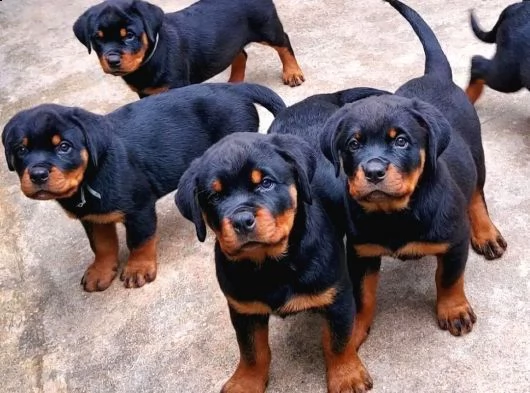 regalo rottweiler cuccioli whatsapp (+39 353 317 4023) | Foto 0