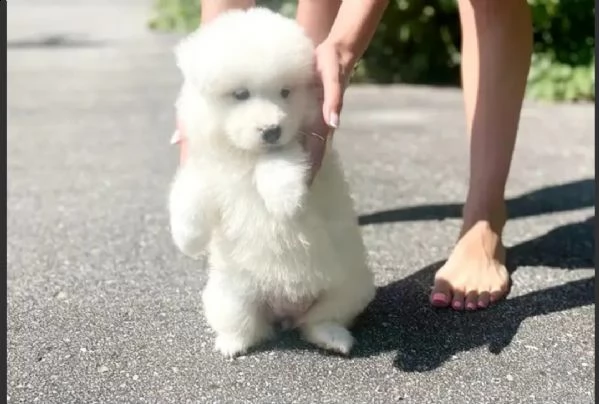 splendida cucciolata di samoiedo  | Foto 1