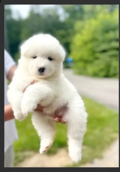 splendida cucciolata di samoiedo  | Foto 0
