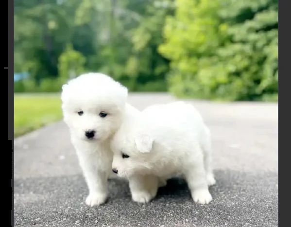 splendida cucciolata di samoiedo 