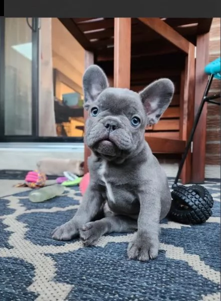 bulldog francesi registrati in vendita.   | Foto 0