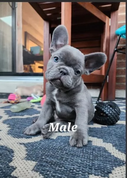 bulldog francesi registrati in vendita.  