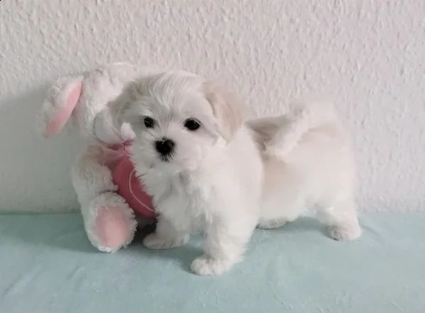 cuccioli di maltese una femmina e un maschio di piccolissima razza purosangue | Foto 3