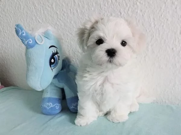 cuccioli di maltese una femmina e un maschio di piccolissima razza purosangue | Foto 2