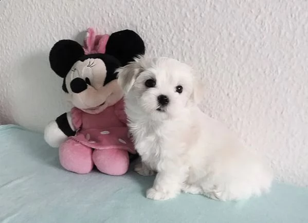 cuccioli di maltese una femmina e un maschio di piccolissima razza purosangue | Foto 1