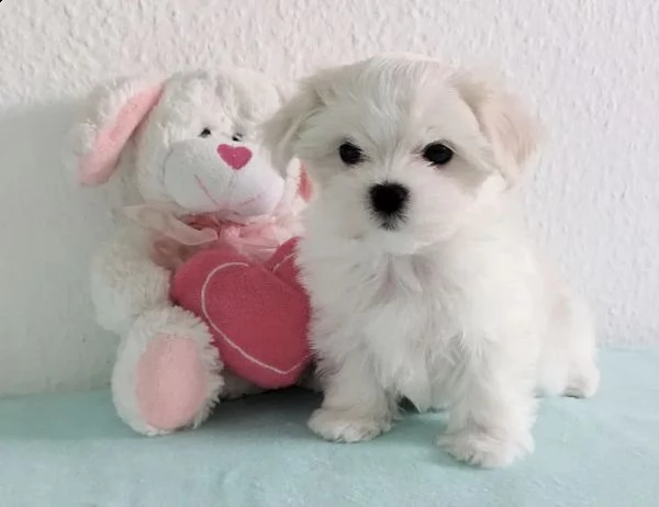 cuccioli di maltese una femmina e un maschio di piccolissima razza purosangue | Foto 0