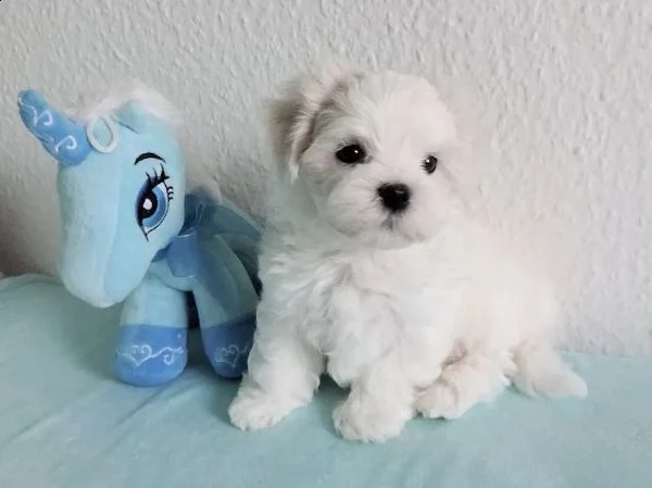 cuccioli di maltese una femmina e un maschio di piccolissima razza purosangue