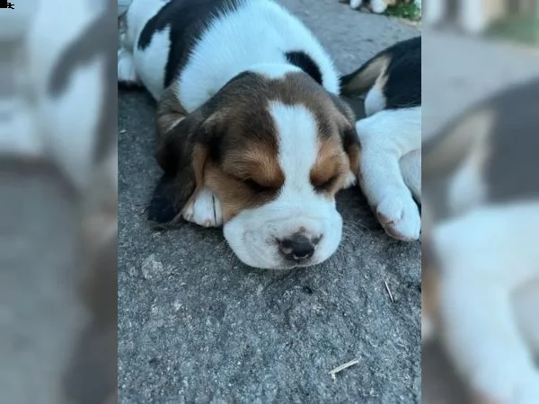 cuccioli di beagle cercano casa | Foto 2