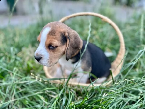 cuccioli di beagle cercano casa | Foto 1