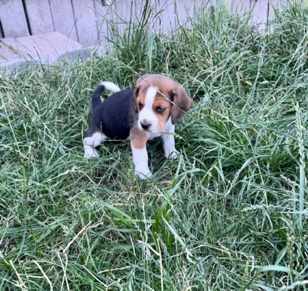 cuccioli di beagle cercano casa | Foto 0