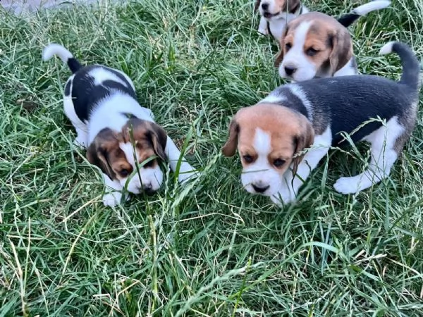 cuccioli di beagle cercano casa