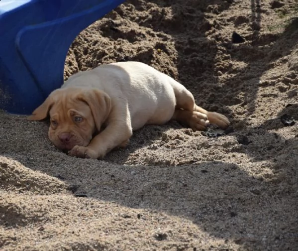 splendidi cuccioli di dogue de bordeaux | Foto 1