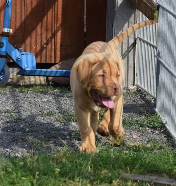 splendidi cuccioli di dogue de bordeaux | Foto 0