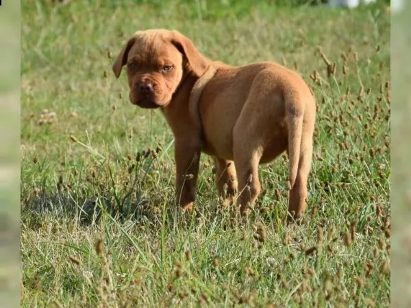 splendidi cuccioli di dogue de bordeaux