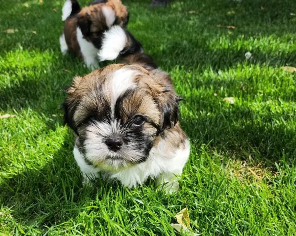 dolci e adorabili cuccioli di shih tzu. 3 maschi e 2 femmine