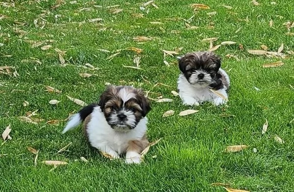 dolci e adorabili cuccioli di shih tzu. 3 maschi e 2 femmine | Foto 2
