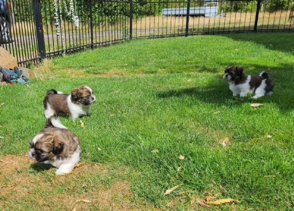 dolci e adorabili cuccioli di shih tzu. 3 maschi e 2 femmine | Foto 0