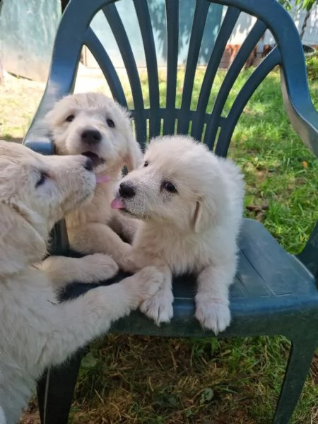 cuccioli maremmani-abruzzesi con documenti, cani guardiani del bestiame, cani di famiglia, cani da p
