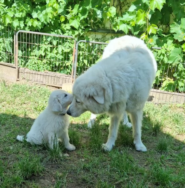 cuccioli maremmani-abruzzesi con documenti, cani guardiani del bestiame, cani di famiglia, cani da p | Foto 2