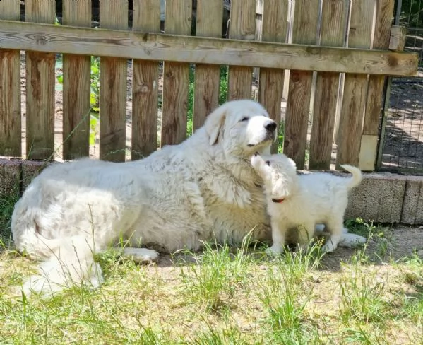 cuccioli maremmani-abruzzesi con documenti, cani guardiani del bestiame, cani di famiglia, cani da p | Foto 1