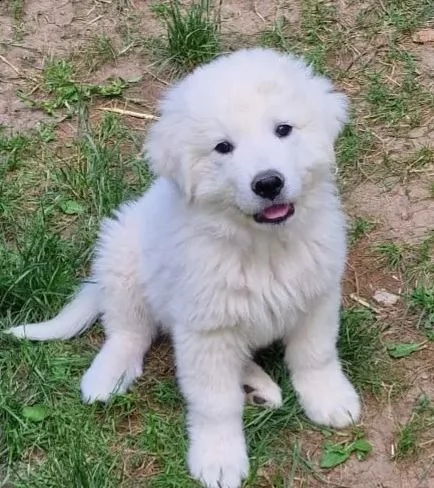 cuccioli maremmani-abruzzesi con documenti, cani guardiani del bestiame, cani di famiglia, cani da p | Foto 0
