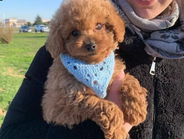 cuccioli di barboncini taglia piccola!! | Foto 0