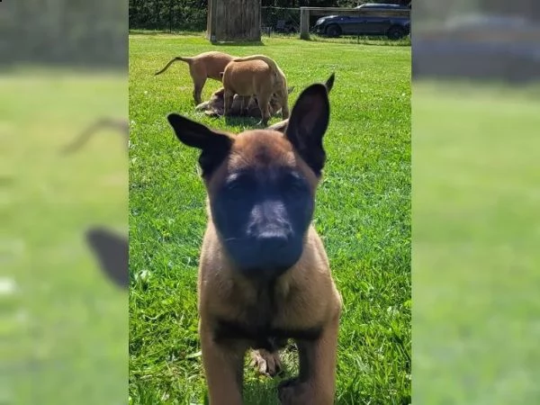 cuccioli malinois 11 settimane maschi e femminucia | Foto 3