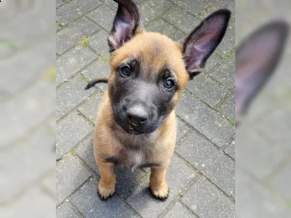cuccioli malinois 11 settimane maschi e femminucia | Foto 2