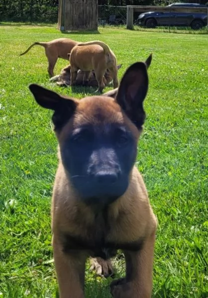 cuccioli malinois 11 settimane maschi e femminucia | Foto 1