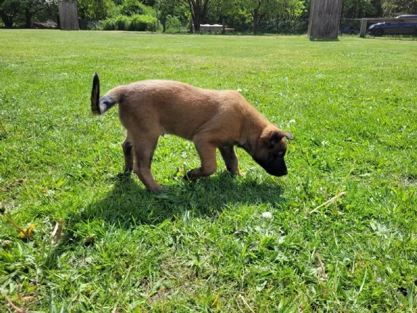cuccioli malinois 11 settimane maschi e femminucia | Foto 0