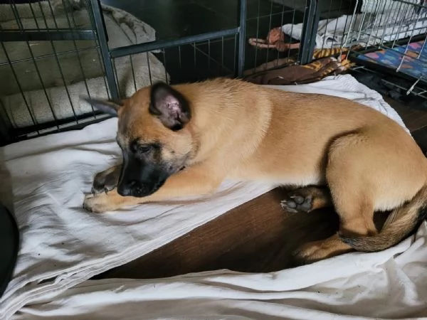 cuccioli malinois 11 settimane maschi e femminucia