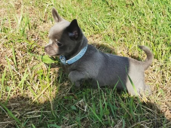 simpatici cuccioli di chihuahua di razza pura linea blu