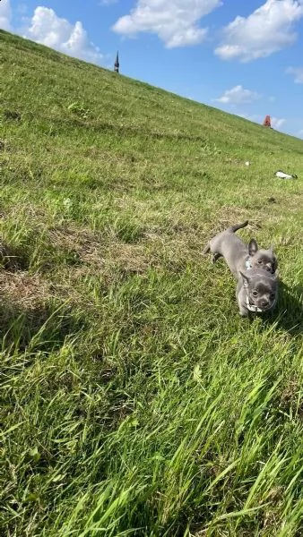 simpatici cuccioli di chihuahua di razza pura linea blu | Foto 0