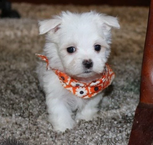 disponibili cuccioli maltesi toy( 3 ) | Foto 0