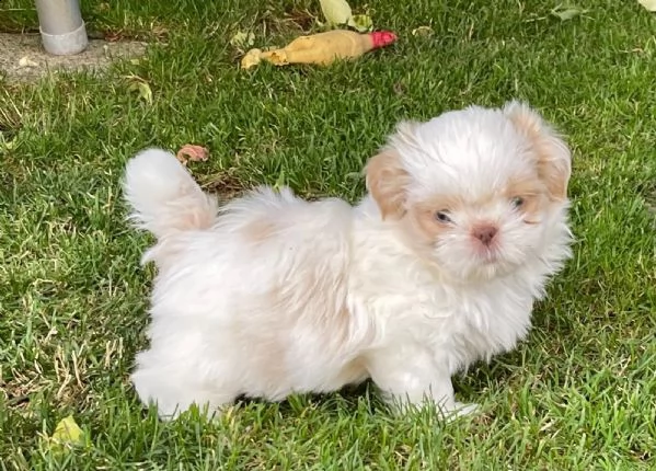 bellissimi cuccioli di shih tzu con pedigree