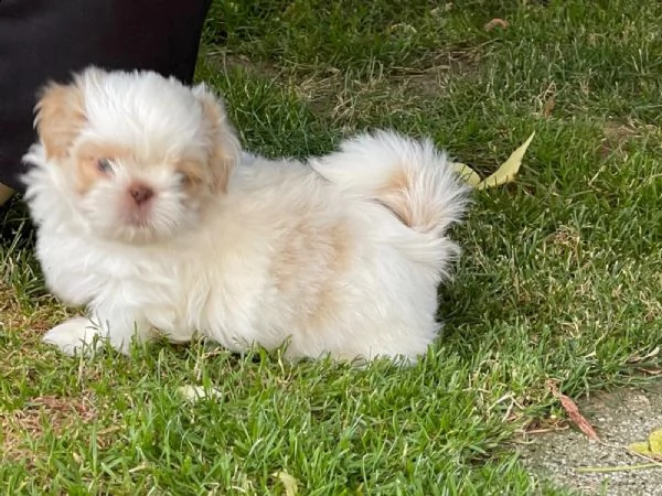 bellissimi cuccioli di shih tzu con pedigree | Foto 1