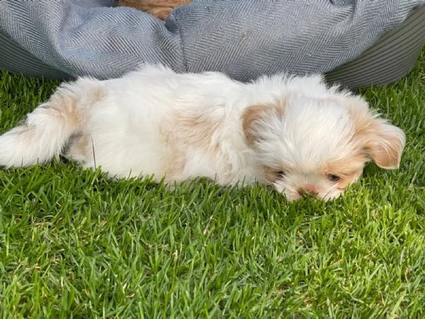bellissimi cuccioli di shih tzu con pedigree | Foto 0