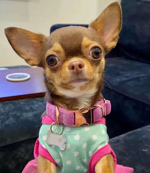 cuccioli di chihuahua carini e giocherelloni disposti a venire a casa tua cuccioli di chihuahua cari