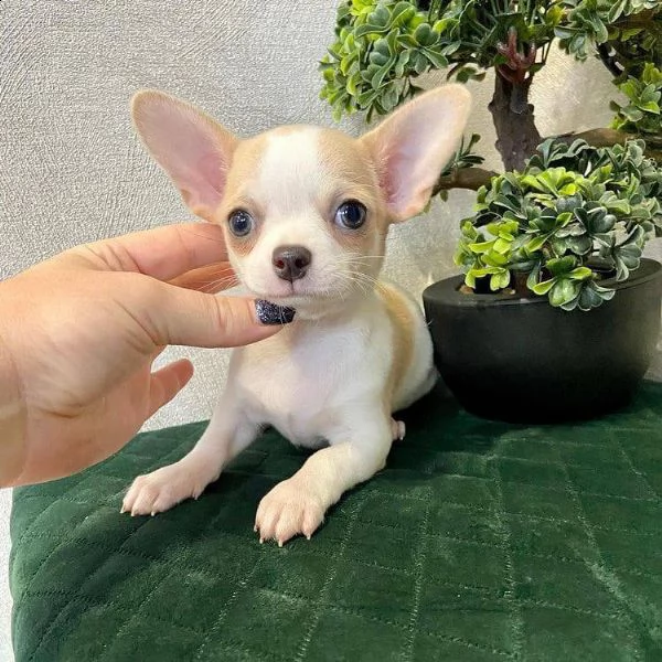 cuccioli di chihuahua carini e adorabili per l'adozione urgente questi chihuahua hanno tutti i colpi