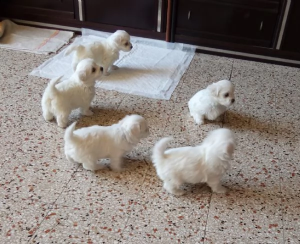 bellissimi cuccioli di maltese per nuove case