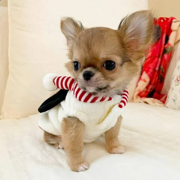 cuccioli di chihuahua con pedigree inestimabile pronti per l'adozione! è una minuscola tazza da tè :
