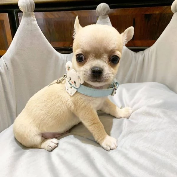 chihuahua molto piccola e eccezionale è disponibile per l'adozione offrendo questa bambina chihuahua