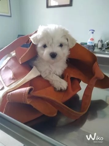 simpatici e sani cuccioli di maltese in tazza da tè  inestimabile in realtà abbiamo due piccoli cucc