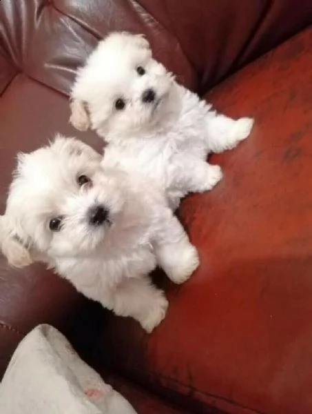 bellissimi cuccioli di maltese teacup in vendita bellissimi cuccioli di teacup maltese pronti per og